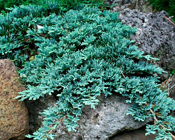 Можжевельник горизонтальный "Айс Блю"