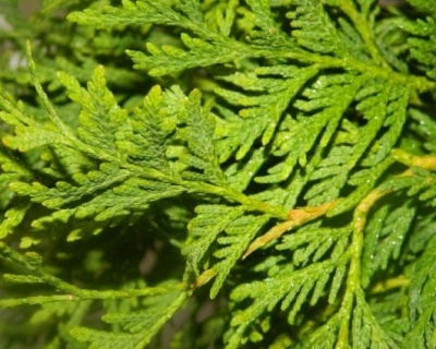 Туя западная "Вудварди"