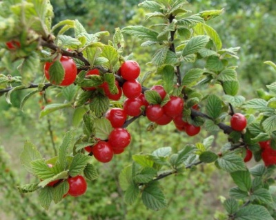 Вишня войлочная "Царевна"