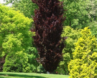 Бук лесной "Дэвик Пурпл"