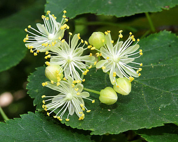 Липа мелколистная