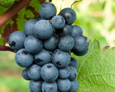 Виноград "Рондо"