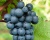 Виноград "Рондо"