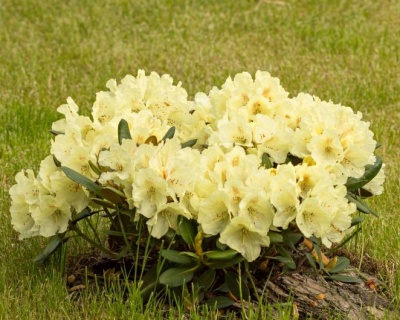 Рододендрон "Голдкрон"