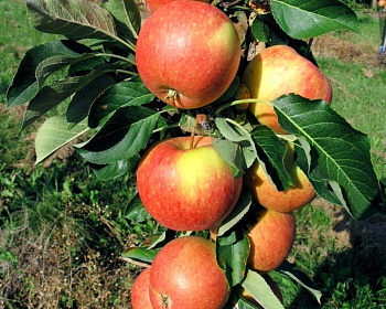 Яблоня колоновидная "Васюган"