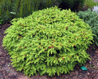 Ель обыкновенная "Нидиформис"
