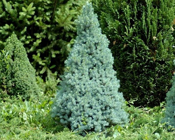 Ель канадская "Саднерс Блю"