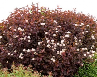 Пузыреплодник "Диабло Д’Ор" (Diable D’Or)