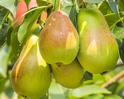 Груша колоновидная "Северянка"
