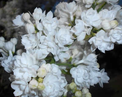 Сирень "Мисс Элен Вилмот"