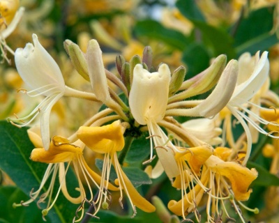 Жимолость приморская "Грехам Томас"(P-9)