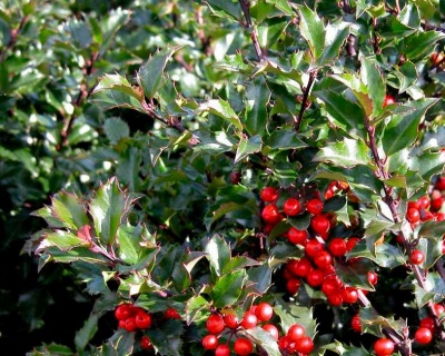 Падуб мезерва "Блю Принцесс"