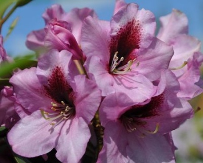 Рододендрон "Кокардия"