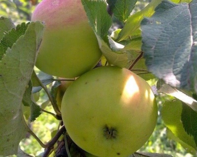 Яблоня "Путинка" (Путивка)