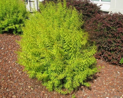 Спирея тунберга "Огон"