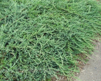 Можжевельник горизонтальный "Джейд Ривер"