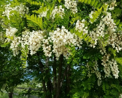 Робиния лжеакация