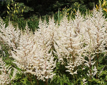 Астильба Арендса "Иррлихт"