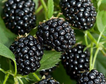 Ежевика "Агавам"