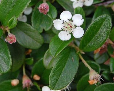 Кизильник Даммера "Мункрепер"