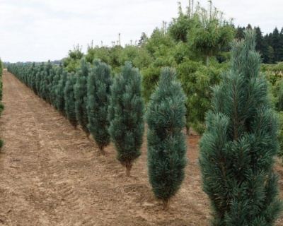 Сосна обыкновенная "Фастигиата"