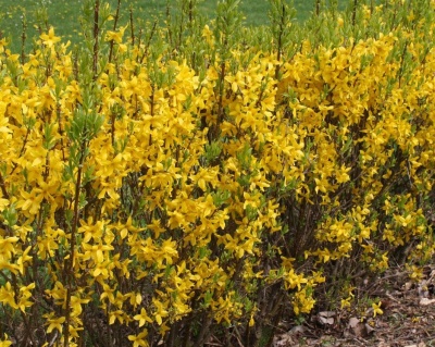 Форзиция гибридная "Малух"