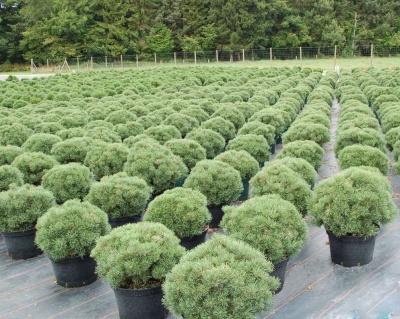 Сосна горная "Мини Мопс"