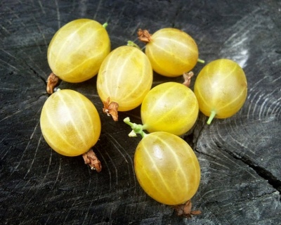 Крыжовник "Яровой"