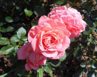 Роза Флорибунда «Кимоно» 