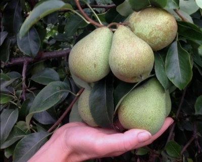 Груша колоновидная "Восторг"