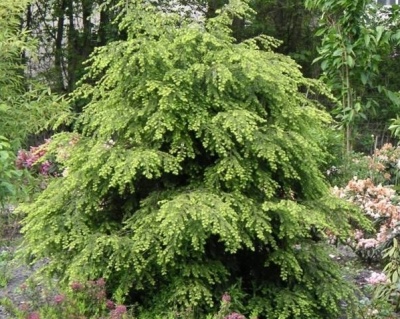 Тсуга канадская "Альбоспиката"