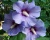 Гибискус «Озиау Блу»