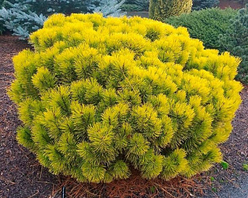 Сосна горная "Винтер Голд"