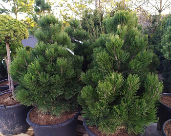 Сосна Гельдрейха "Малинки"