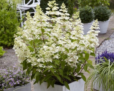 Гортензия метельчатая "Конфетти" (Confetti)