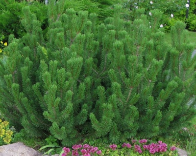 Сосна горная "Гном"