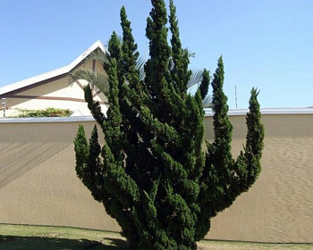 Можжевельник Китайский "Кайзука"