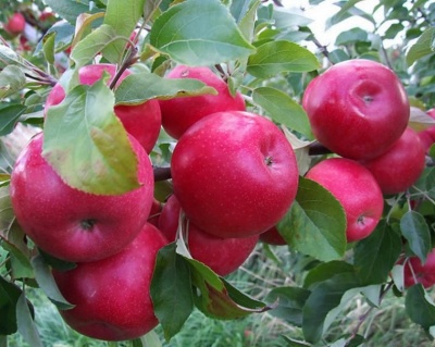 Яблоня "Айдаред"