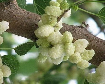 Шелковица  "Белая Нежность"