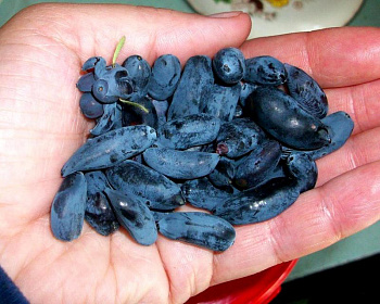 Жимолость "Синяя птица"