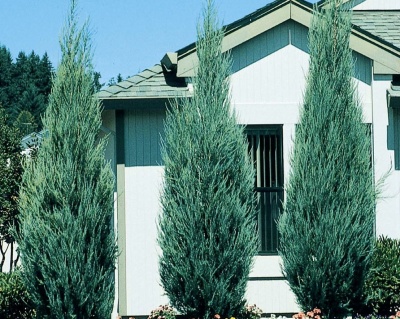 Можжевельник скальный "Скайрокет"