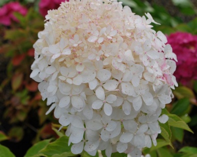 Гортензия метельчатая "Фантом" (Phantom)