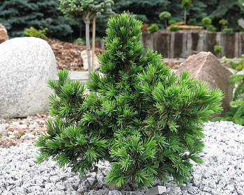 Ель сербская "Водан"