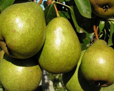 Груша "Лагодная"