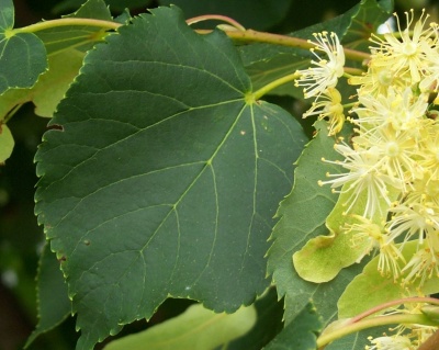 Липа мелколистная "Грин Спаер"