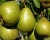 Груша "Лагодная"