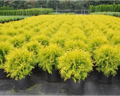 Туя западная "Голден Глоб "