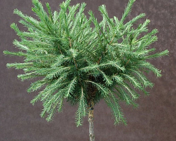 Лиственница Европейская "Корник" (штамбовая форма)