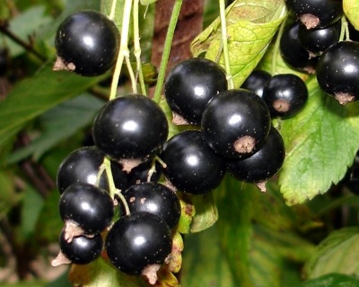 Смородина "Черешневая"