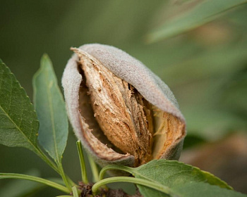 Миндаль "Антик"